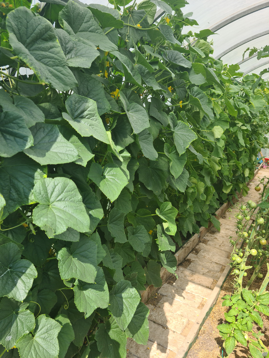 У меня огурцы всегда растут в одной теплице с томатами и перцами. Фото из личного архива.