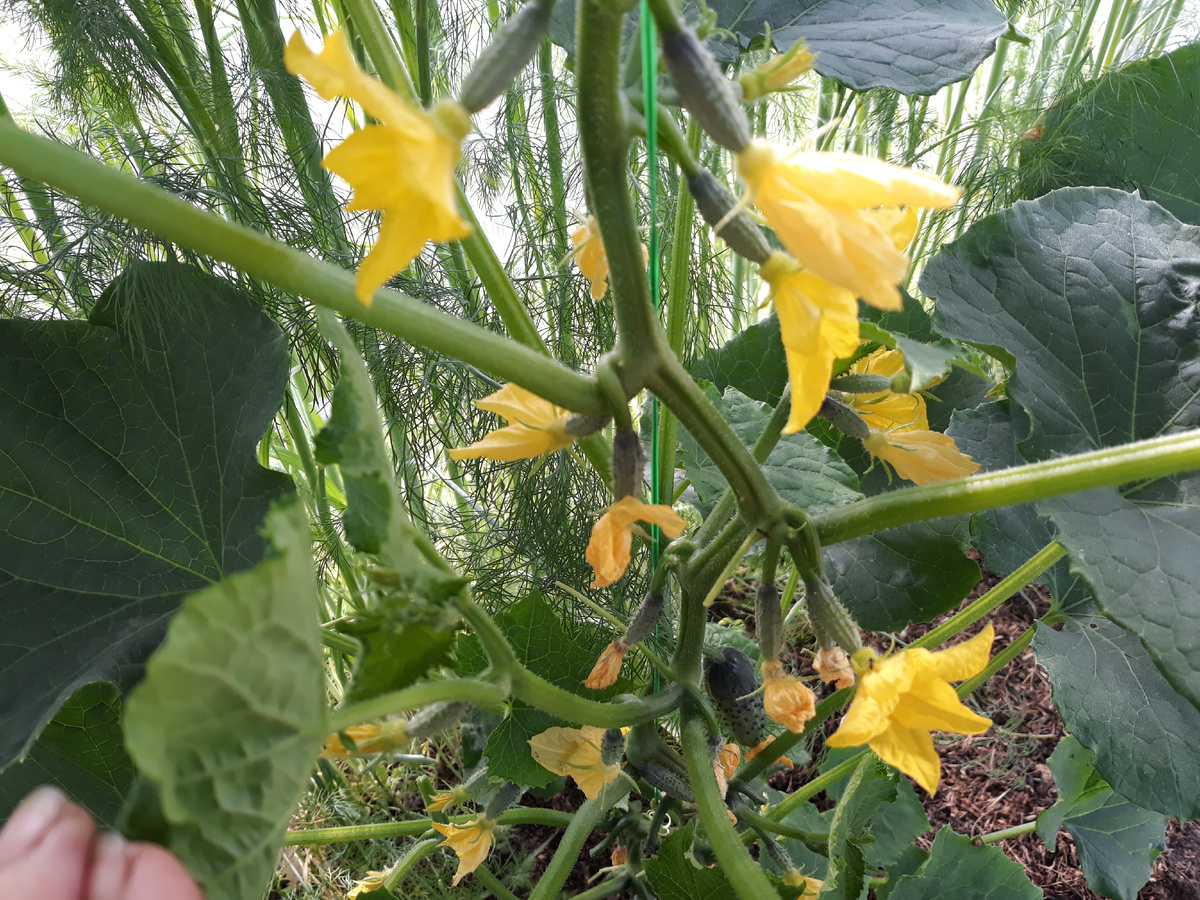 Вот он будущий урожай))) Фото из личного архива.