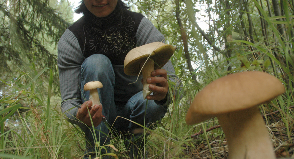 Можно ли есть червивые грибы