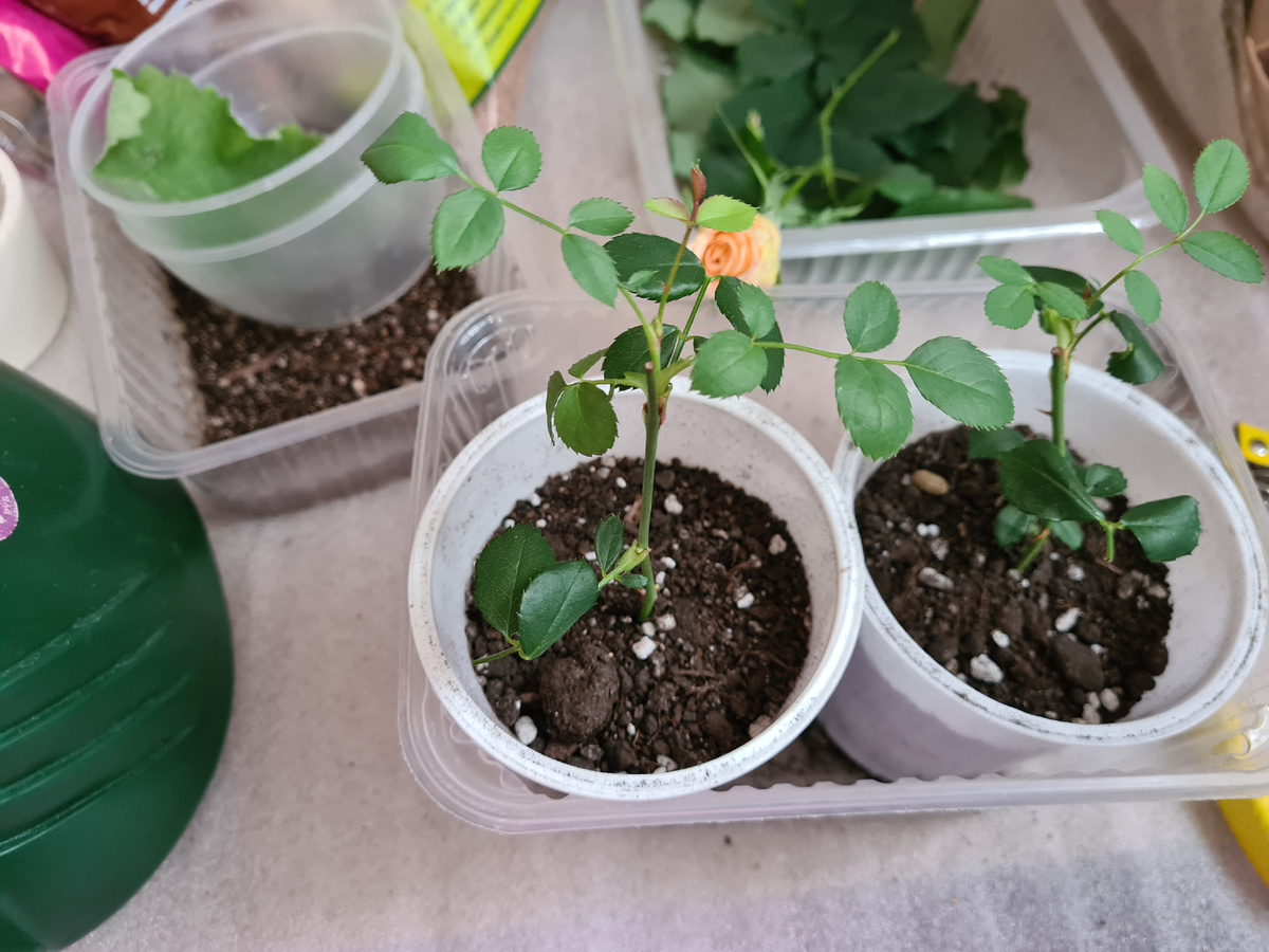 Укорененые черенки роз.