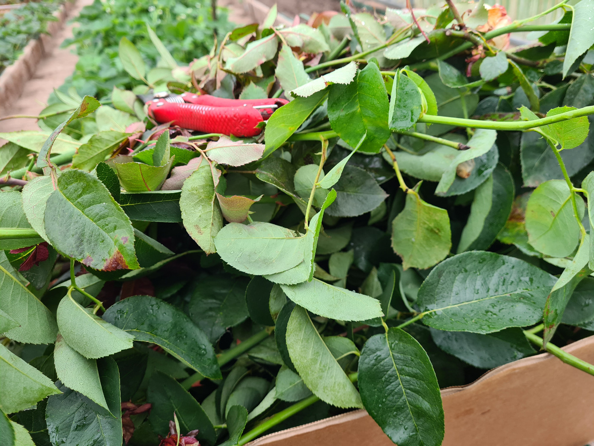 Осенью посадочного материала много. Фото из личного архива.