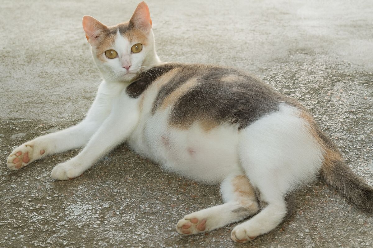 Беременная кошка 