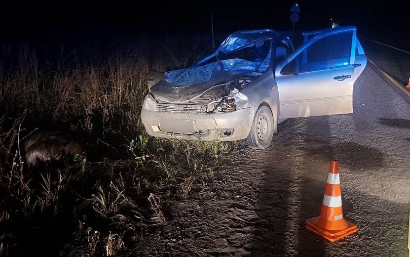   Три человека пострадали в ДТП с лосем под Ижевском