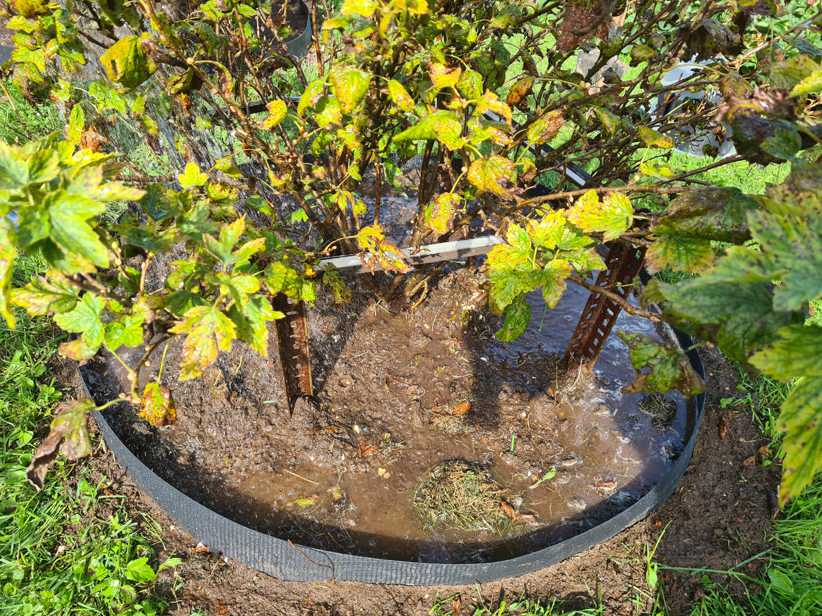 Осенний полив кустов смородины. Фото из личного архива.