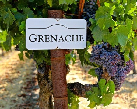 Гроздья Гренаша