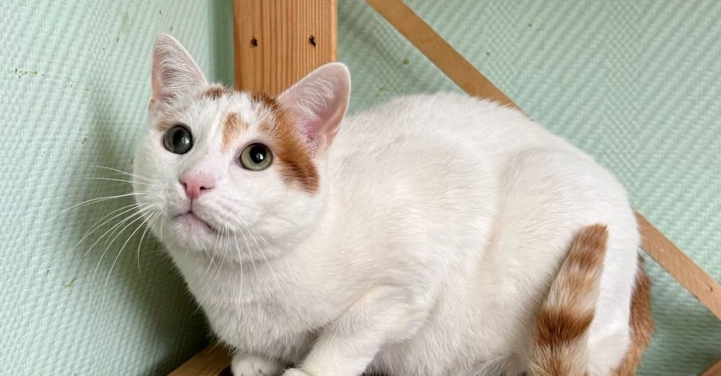 В поисках любящей семьи для котика Гошеньки!