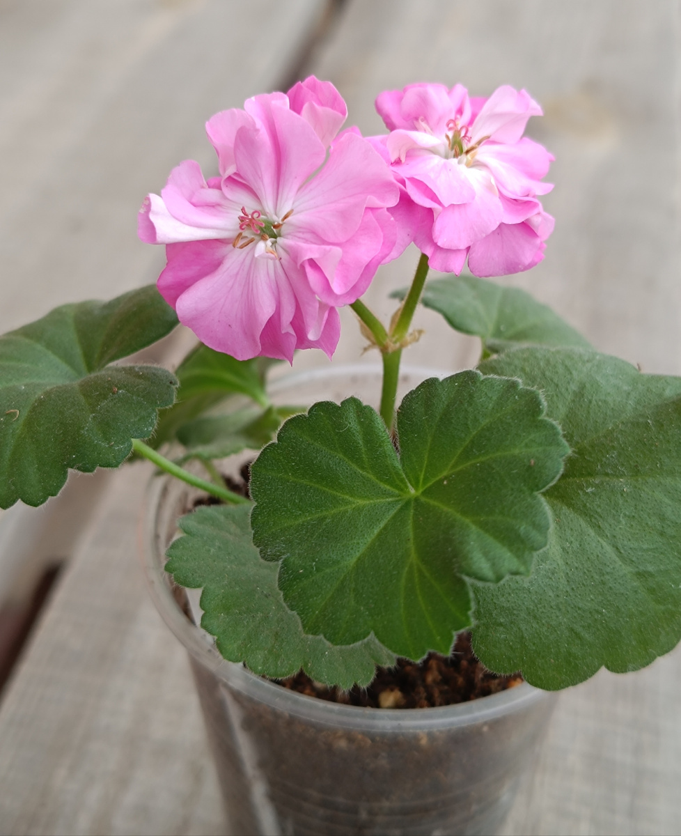 Ю Дикая Роза. Тот самый малюсенький черенок, в стакане 0.1 л. Этот сорт карликовый, взрослый куст 10 -15 см в высоту. 