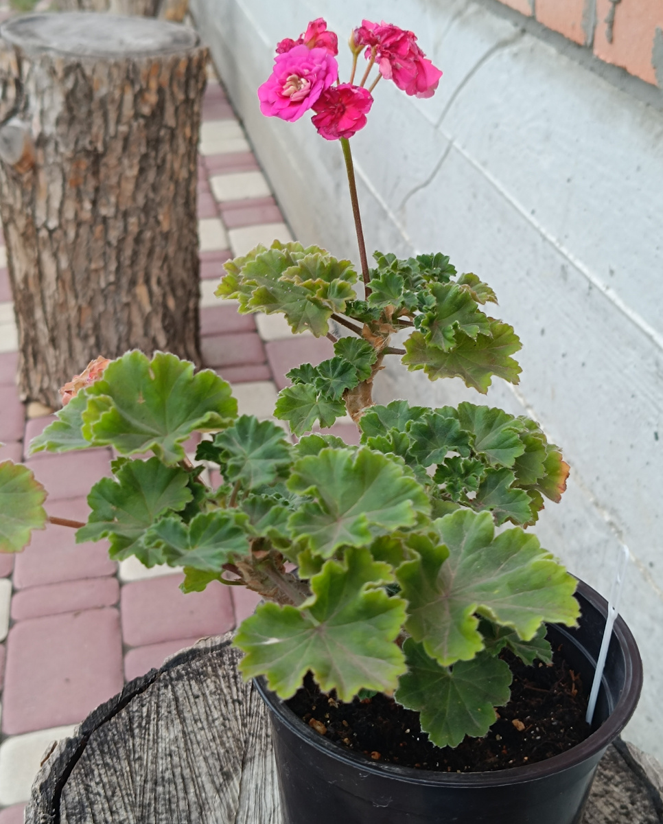 ЮВ Византия. Это мой дублик, да не идеальный, не формировала.  7 точек роста у куста. 