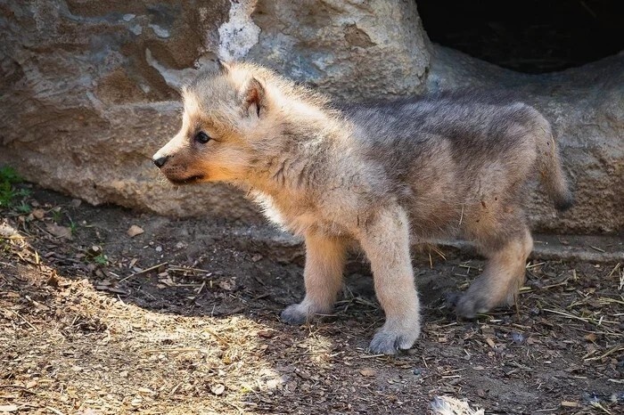 Фото из Яндекса