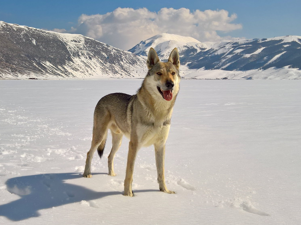 Влчак. Фотография: Ulisse Mazzaferri, CC BY-SA 4.0