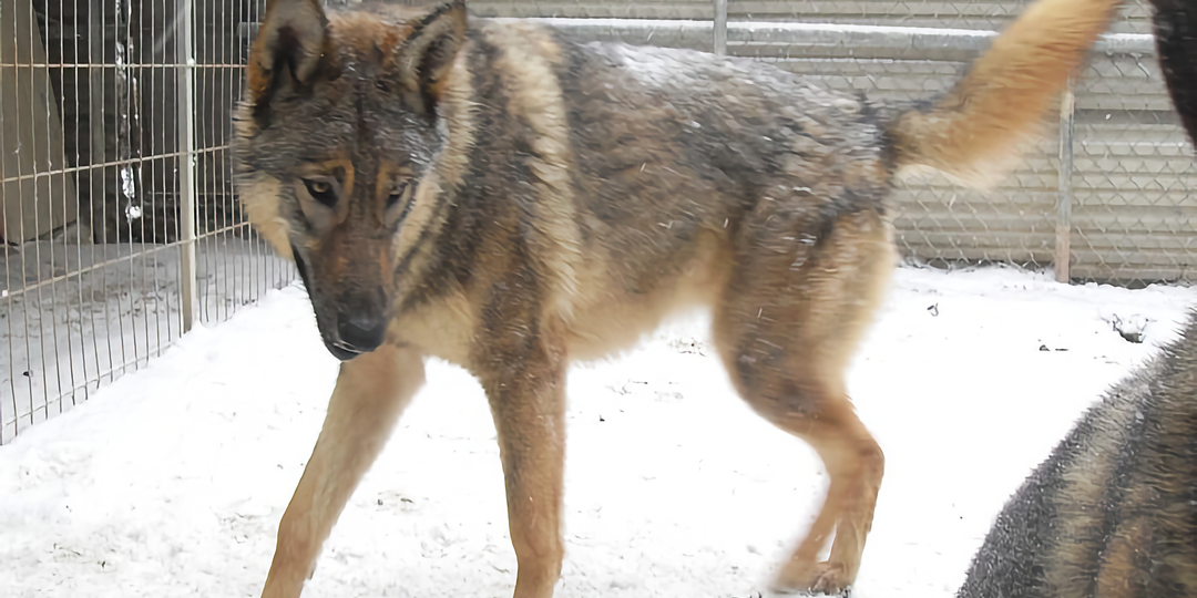 Почему встреча с диким волкособом в лесу гораздо опаснее, чем с волком