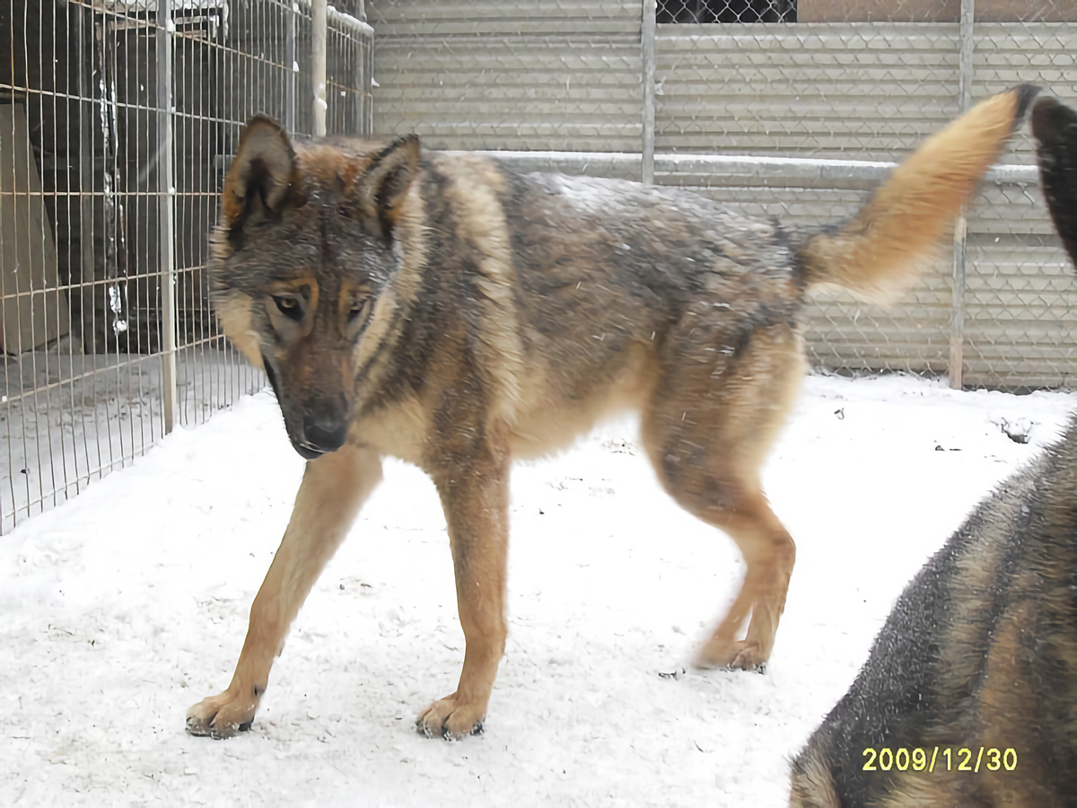 У вас немцы в роду были? Фотография: Venpia, CC BY-SA 3.0