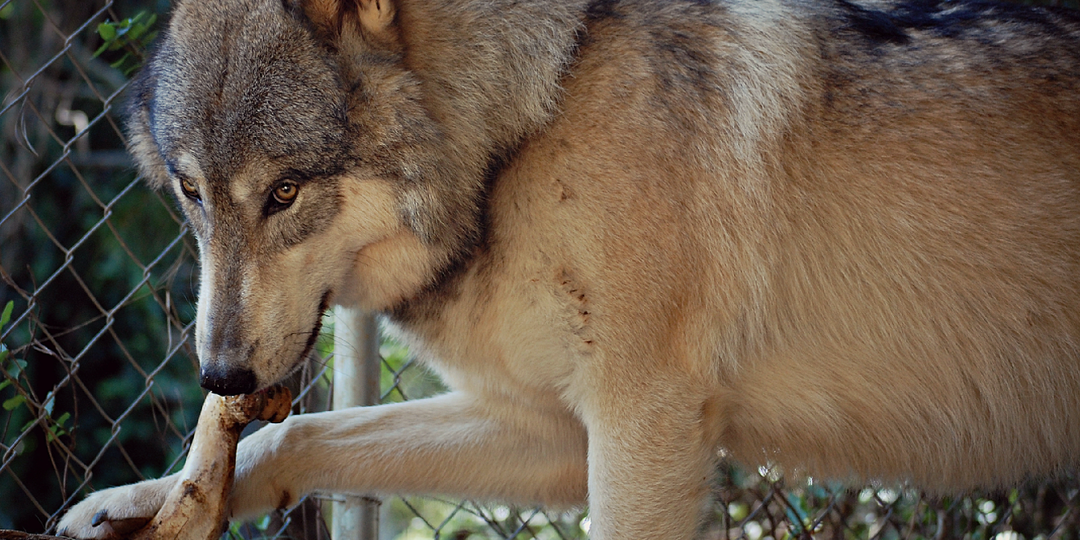Почему встреча с диким волкособом в лесу гораздо опаснее, чем с волком