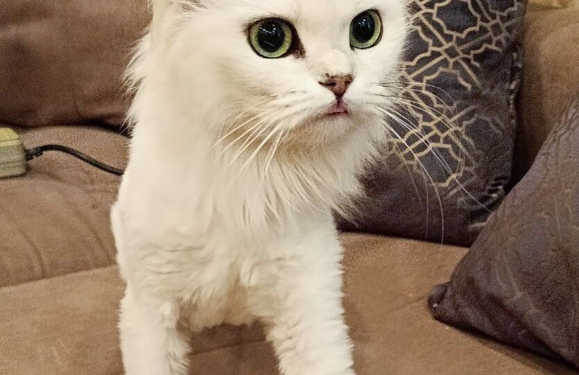 Породистого котика выкинули на улицу! 🆘️ Очень нужен дом!