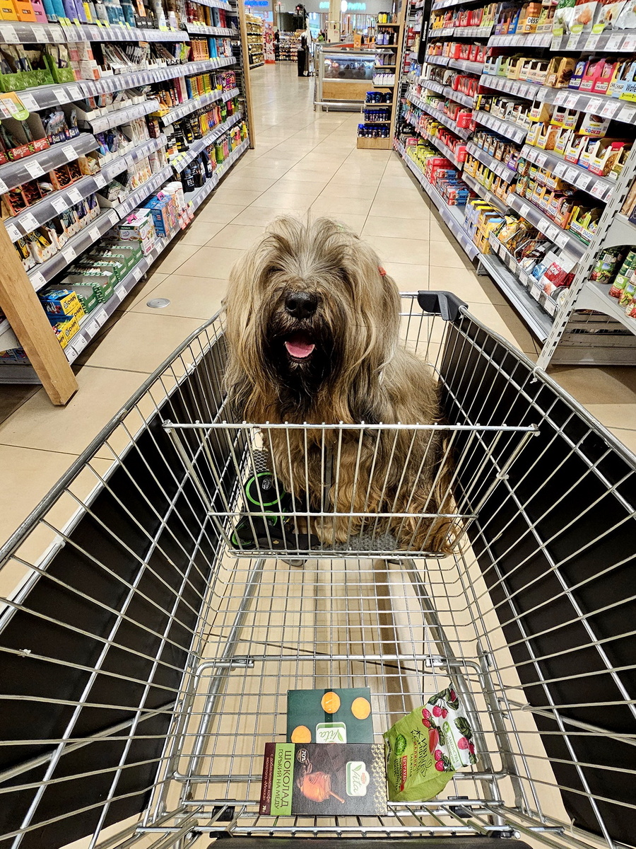 Мой тибесткий терьер в специальной тележке для питомцев во время посещения магазина. Фото из личного архива