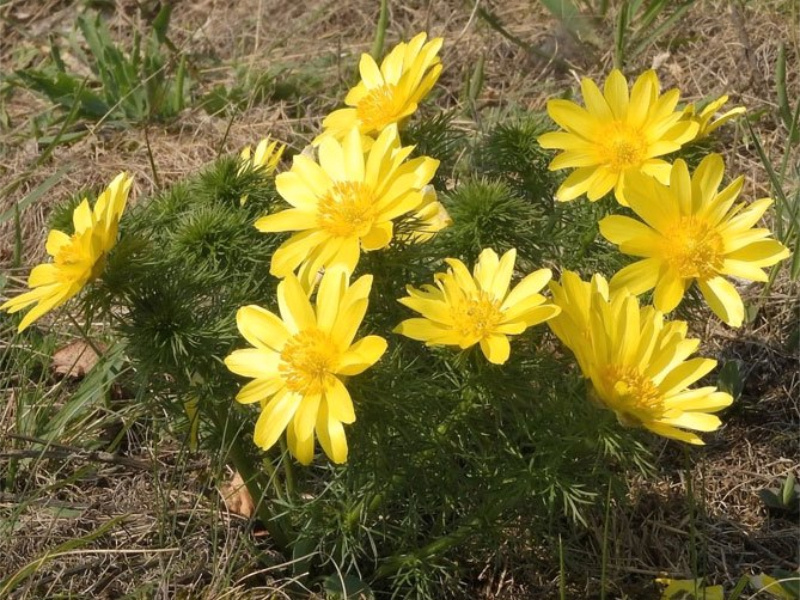 Фото: официальный сайт Минприроды ЛНР