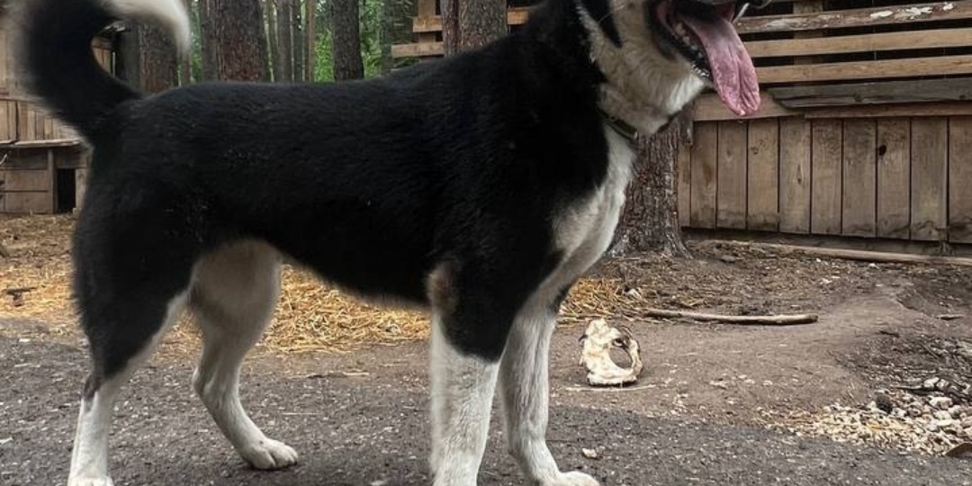 Джек Воробей из приюта: Пес-сыщик помог вернуть беглянку Найду