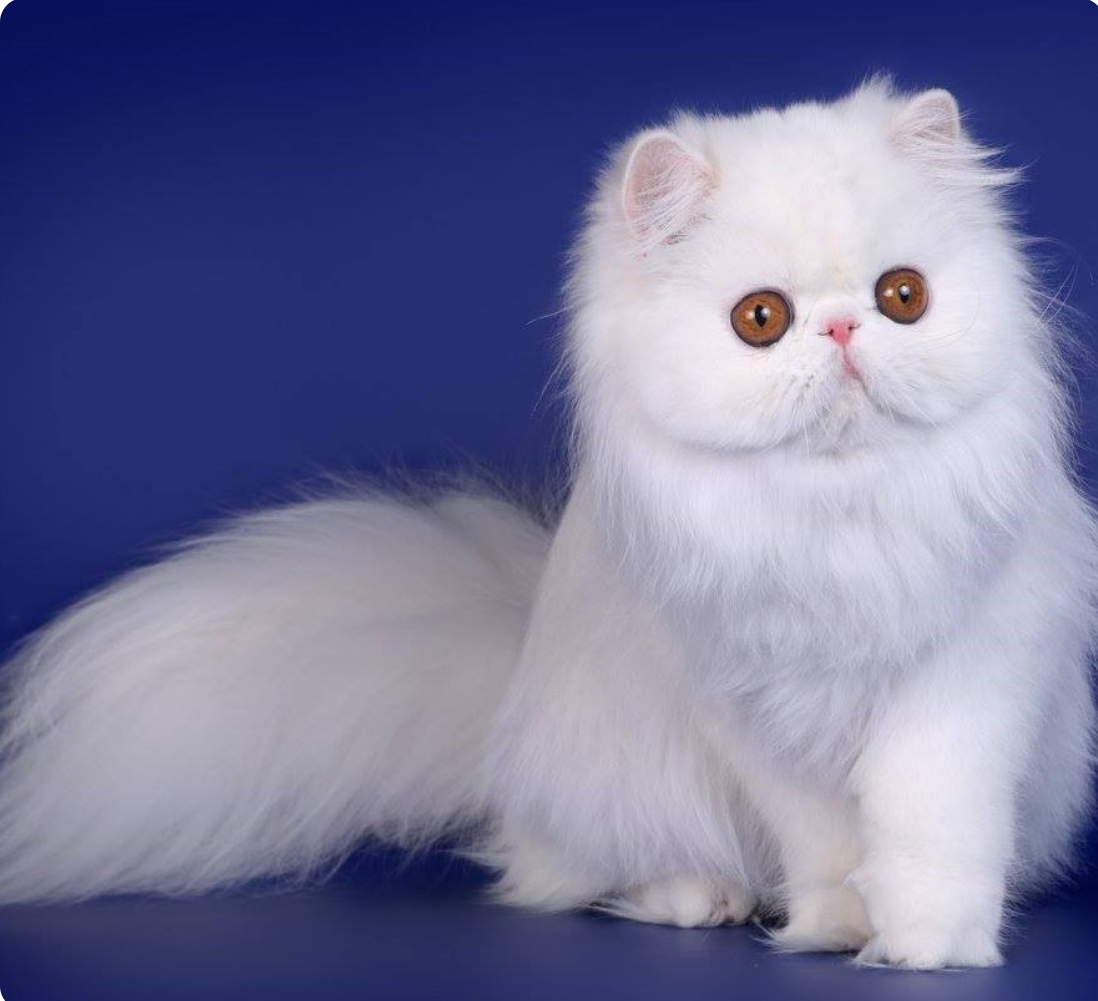 GC Diamond IF Harmony Заводчик: Екатерина Дьячук