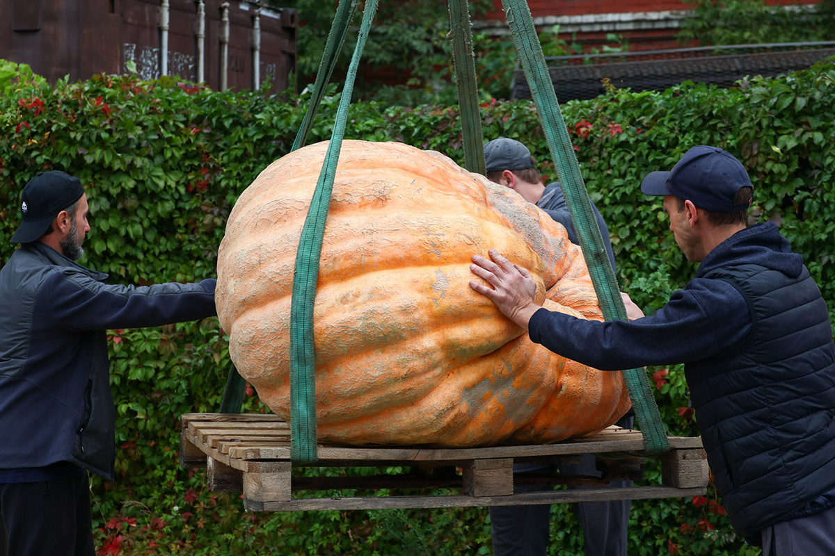   Финал всероссийского чемпионата по выращиванию гигантского урожая в ботаническом саду МГУ «Аптекарский огород».- Ярослав Чингаев / Агентство «Москва»