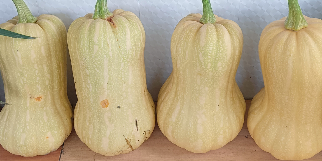 Как мне, наконец-то, удалось вырастить "булавовидные" тыквы, про волшебное имечко и про классные гибриды