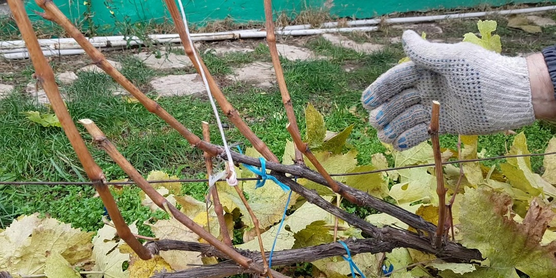 Когда и как обрезать виноград осенью: 5 ошибок, которые обернутся потерей урожая