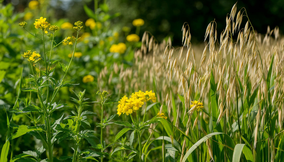 Горчица и овёс