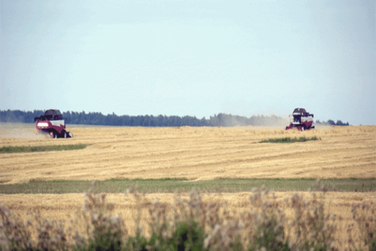    Фото: Минсельхоз Челябинской области, источник: dostup1.ru