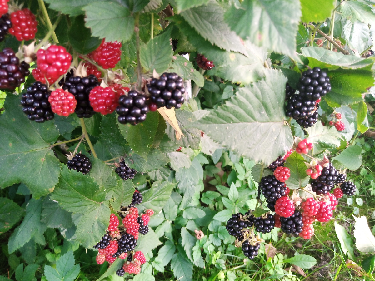 Куст ежевики в моем саду