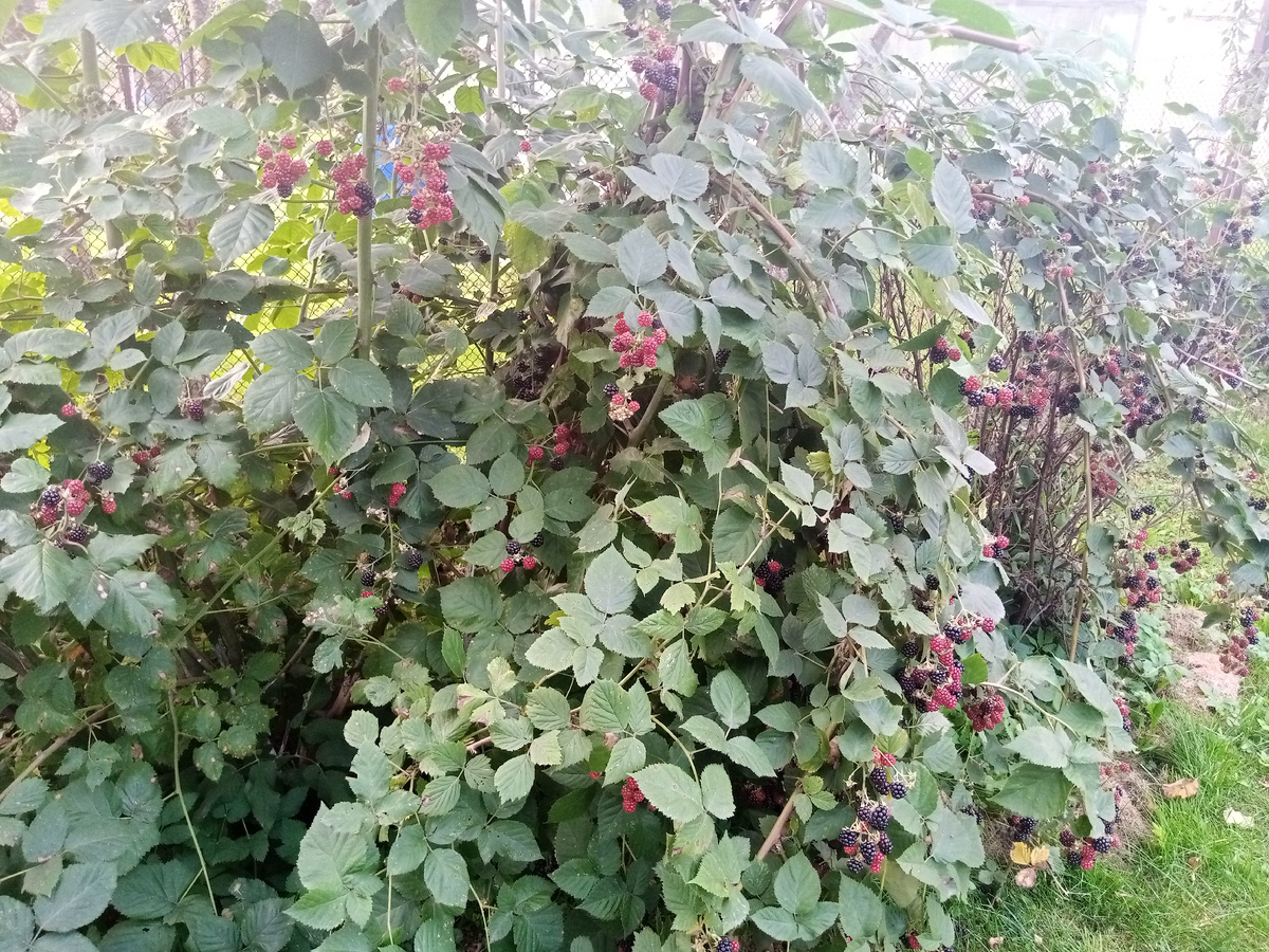 Мой куст ежевики 