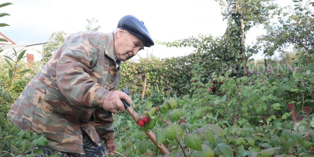 Нижегородским садоводам рассказали, как подготовить ягодные кустарники к зимовке