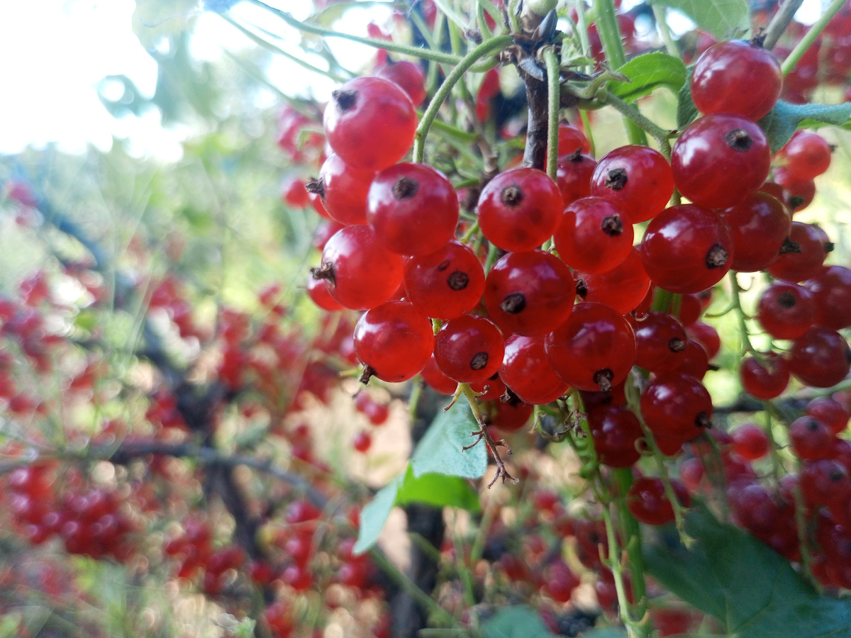 Наливные ягоды. Фото автора.