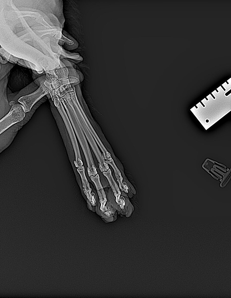 Рентген кошачьей лапы