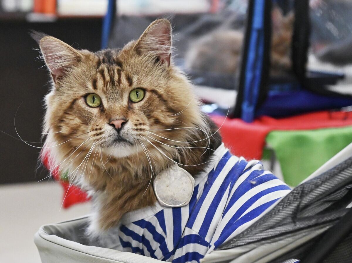    Выставка "КоШарики Шоу" в Москве© РИА Новости / Наталья Селиверстова