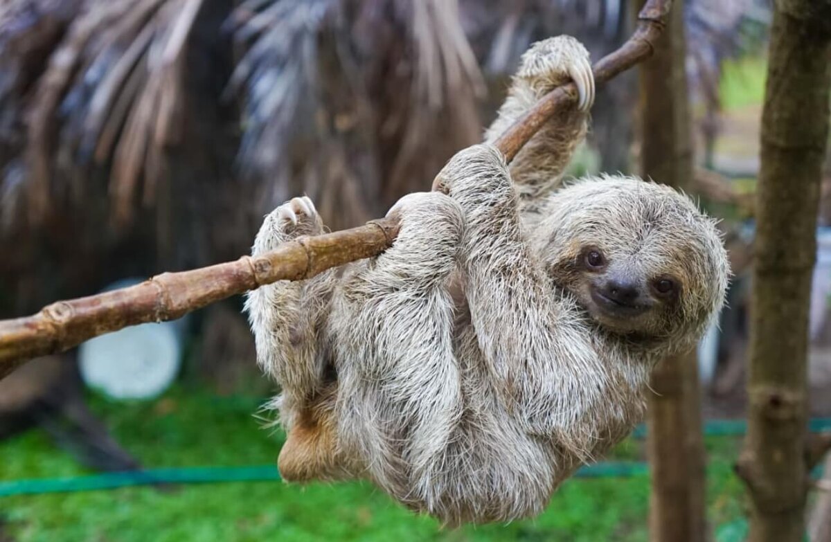    Ленивцы весят максимум 9 килограммов. Источник фотографии: yahoo.com