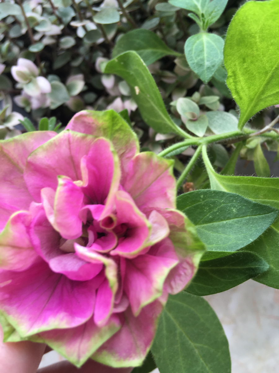 Петуния Tumbelina Darcey Rosa фото автора