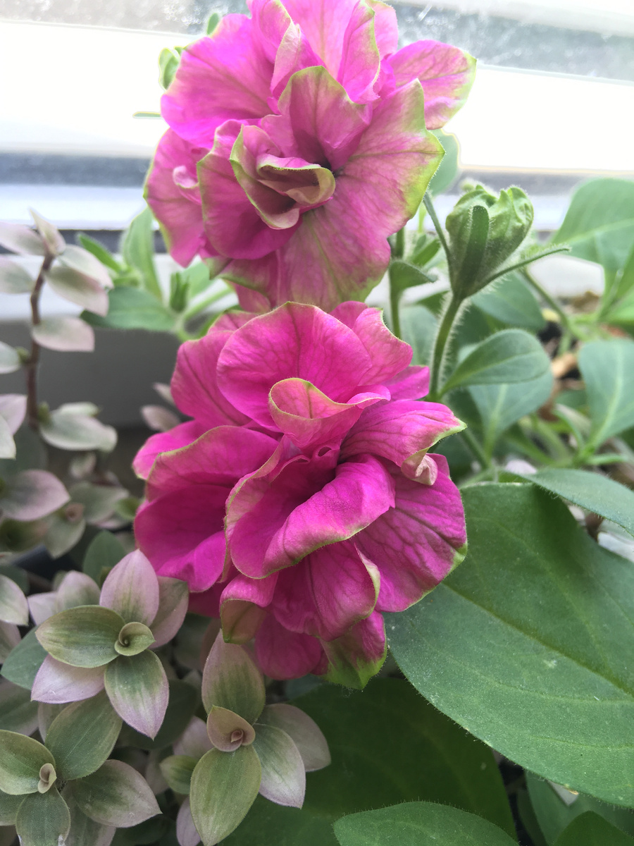 Петуния Tumbelina Darcey Rosa цветение и каллизия Крибо фото автора