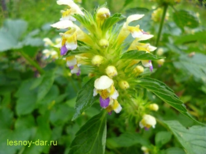 Вот он - пикульник красивый (фото с блога "Лесная кладовая")