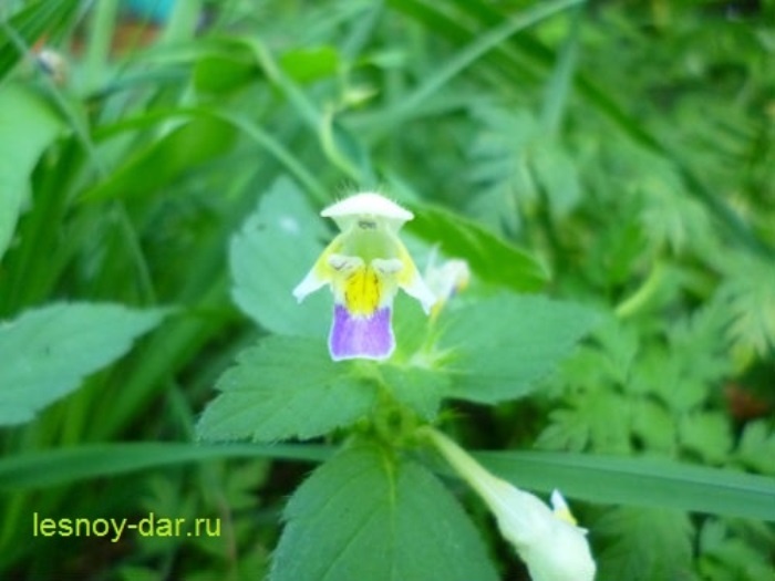 Цветок пикульника красивого (фото с блога "Лесная кладовая")