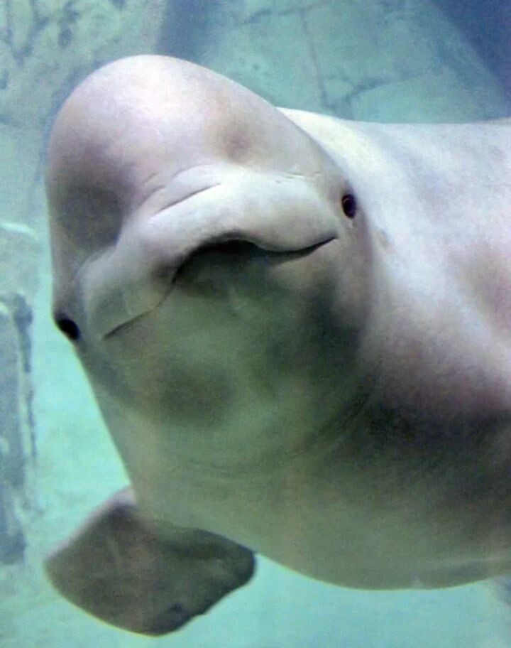 Белуха (полярный дельфин) (лат. Delphinapterus leucas) часть 1.