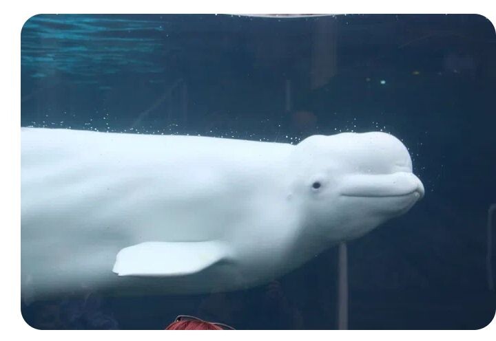 Белуха (полярный дельфин) (лат. Delphinapterus leucas) часть 1.