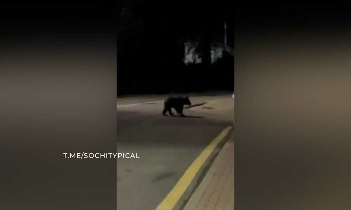    Фото t.me/sochitypical