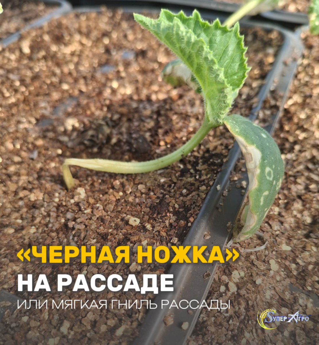 "Черная ножка" на рассаде