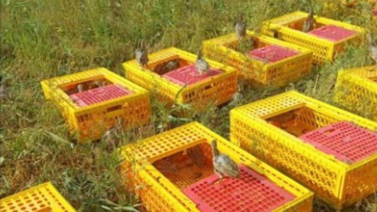    Фото: пресс-служба «Кубанского фазана»