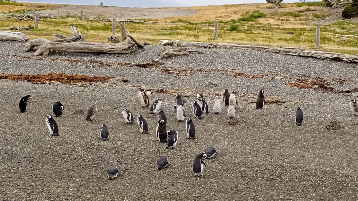 Остров Мартишо (Martillo), тут они живут