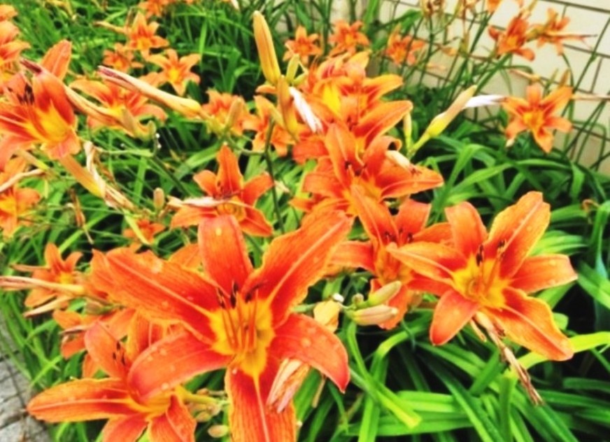 Лилейник. Фото автора