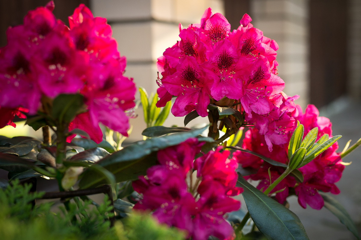 Рододендрон Nova Zembla. Автор фото Елена Якимова / Greenfingers