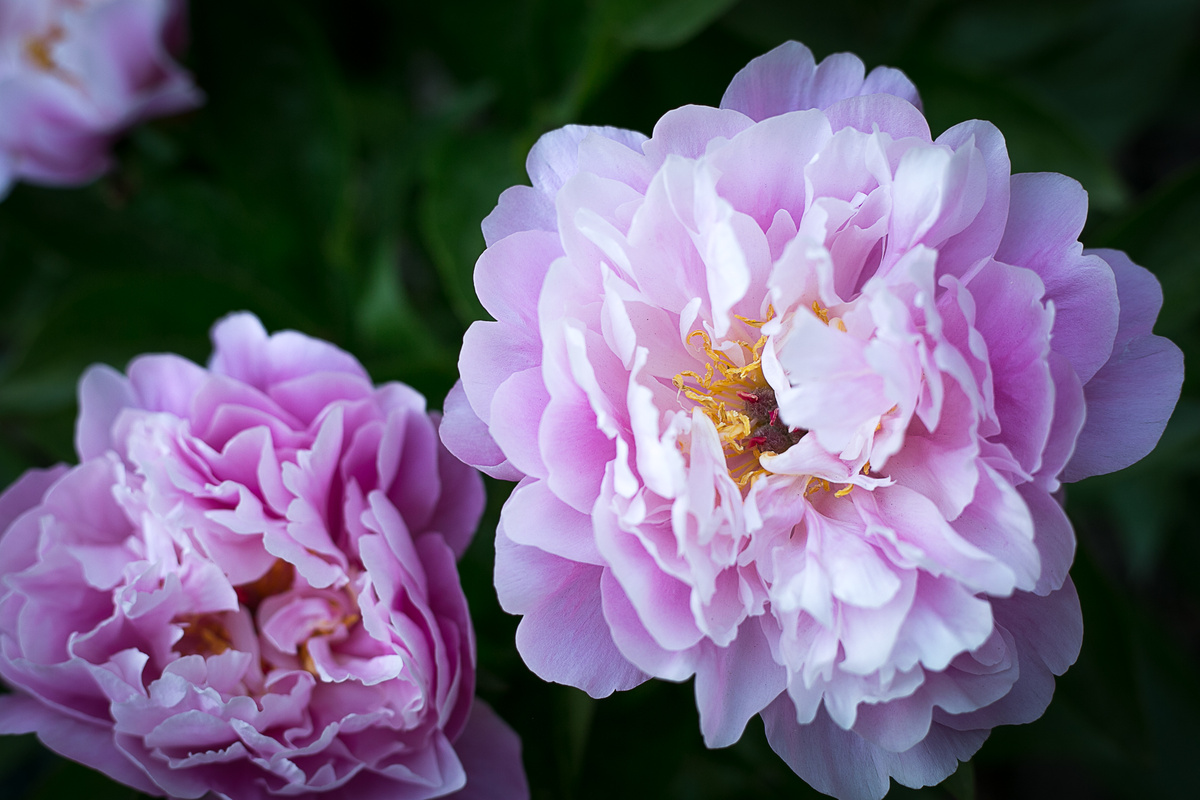 Пион травянистый My Petite Cherie. Автор фото Елена Якимова / Greenfingers