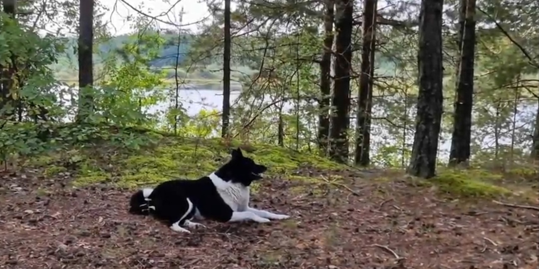 Ушёл в лес и не вернулся