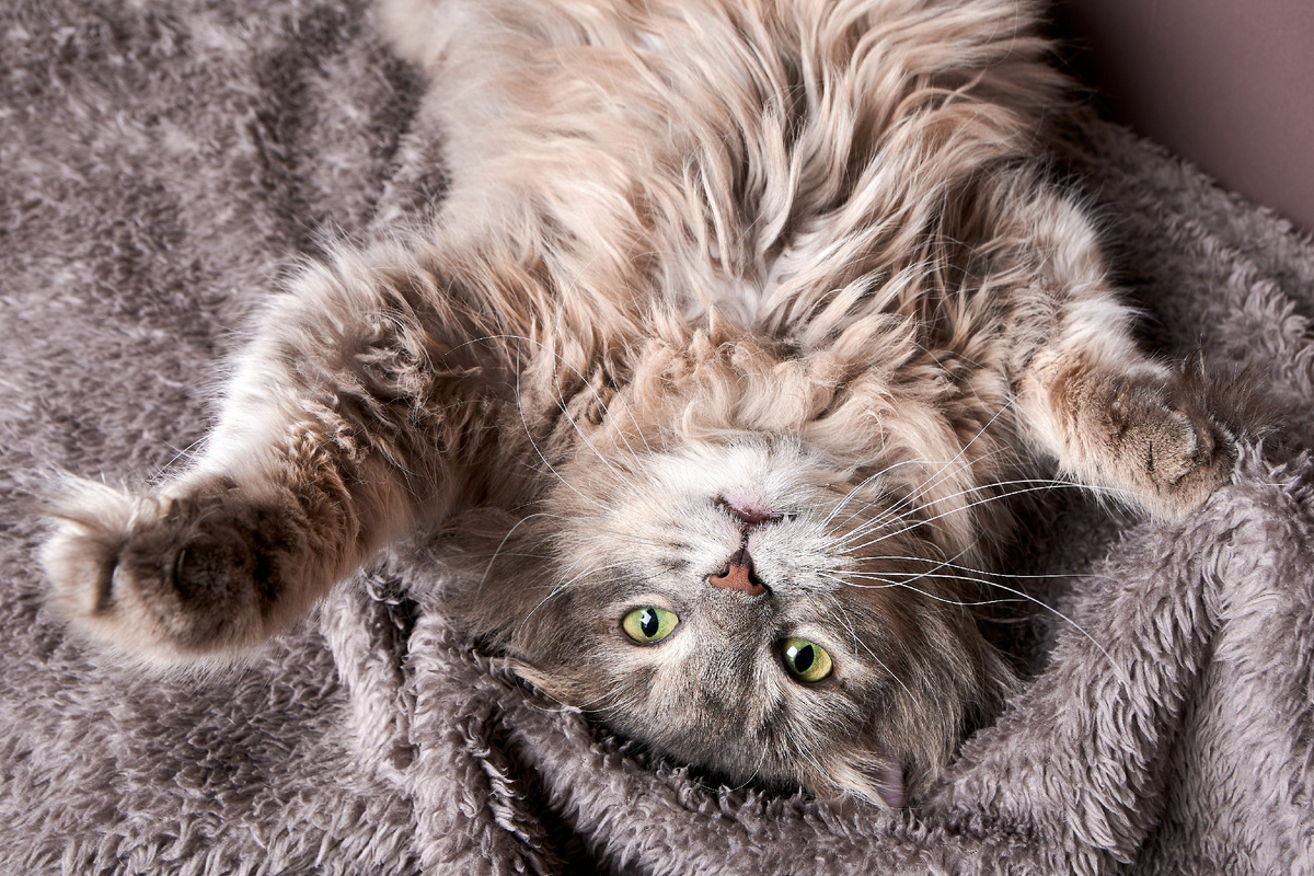 Подарите Дымочке любящий дом, и она ответит вам безграничной преданностью и любовью! ❤️