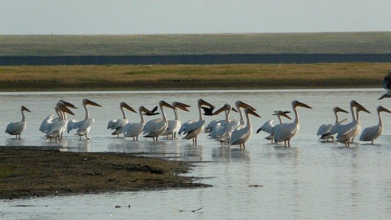      Фото: Минприроды Ставропольского края